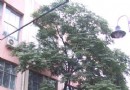 优良的耐盐碱树种——楝树