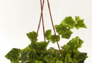 观叶植物常春藤特性及管理