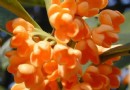 金秋娇子——桂花生长特点