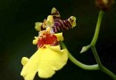会跳舞的兰花——文心兰