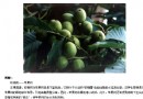 生死比拼植物间的化学大战