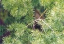 松竹草的繁殖栽培及其应用
