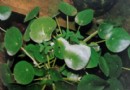 荨麻科冷水花属——镜面草