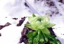 高原冰山奇花——雪莲花
