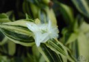 白花紫露草的习性及其用途