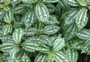 厨房的油烟杀手——冷水花