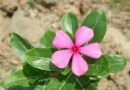 抗癌花卉——美丽的长春花