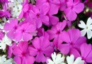 家庭中抗癌花卉——长春花