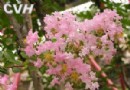 紫薇的形态特征及生长习性