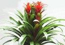 观赏凤梨——菠萝花的养殖