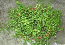 时新的盆栽花卉－－千叶草