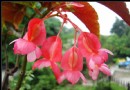 竹节海棠 慈姑秋海棠简介