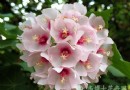 异卉奇葩——非洲吊芙蓉
