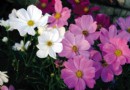世界之花花色多样大波斯菊