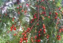 温州：永嘉县600年“活化石”红豆杉请你观赏
