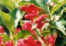 忍冬科花卉：红王子锦带花