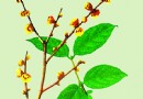 华农专家新研制出蜡梅花茶