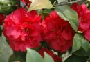山茶花如何种植生长旺盛？