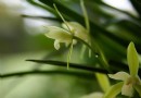兰花的春化中不可忽视问题