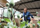 为治咳嗽 84岁老太房顶种罂粟花 已开花结果