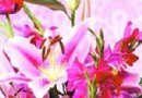来自荷兰的插花风格