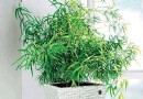 分享妙招 教你常见的几种花卉购买原则 (图)