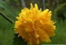 明黄色棣棠花的花语—高贵