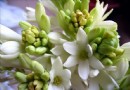夜来香为什么在夜间开花？