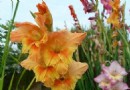 光棍节你该送什么花合适呢