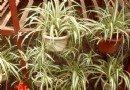 观叶植物对人身体健康有益