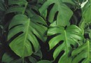 室内摆放植物讲究大要挑选