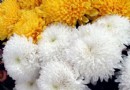 家庭养花  避开患癌花卉！