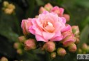 春季懒人养懒花省心又赏花