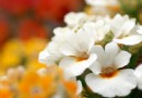 鲜花花色对人身体影响不同