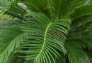 盆栽苏铁花卉出室需要注意
