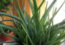 孕妇室内可以养的几种植物