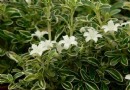六月雪栽培技术及夏季管理