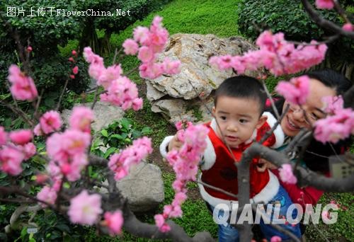 春节期间  北京花卉大世界梅花盛开暗香浮动