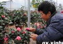 广西桂林建成４０００亩花卉基地各种花卉云集