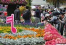 香港花卉展出醉人的“春花妙韵”吸引广大游客
