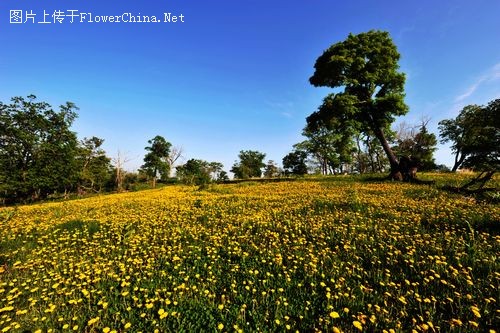 2011中国·吉林龙湾野生杜鹃花卉旅游节举行