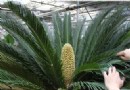 “铁树千年开花”  张家口花卉基地苏铁开花