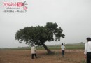 河北海兴县发现北方珍稀的千年古树—乌稔树