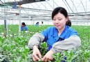 开磷集团花卉基地培育“神马”菊花远销日本
