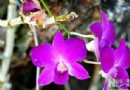 海南省花卉成全国热带、反季节花卉生产基地