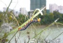 州城绿化树遭"摇头虫"袭击