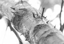 厦门：苍翠樟树枯萎泛黄长“刺”？竟是虫子！