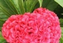 鸡冠花花卉蚜虫如何防治？