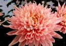 菊花——病虫害的防治方法