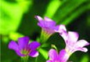 红花酢浆草病虫害防治方法